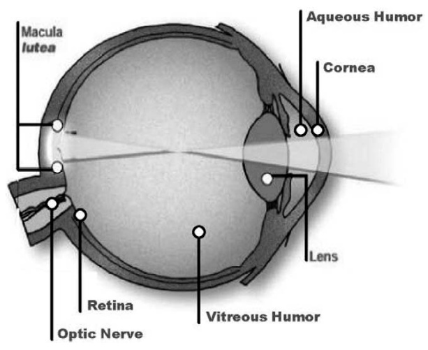 Structure of Human Eye 