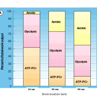 Contribution of each of the energy systems to the total work accomplished in three tests of short-duration.