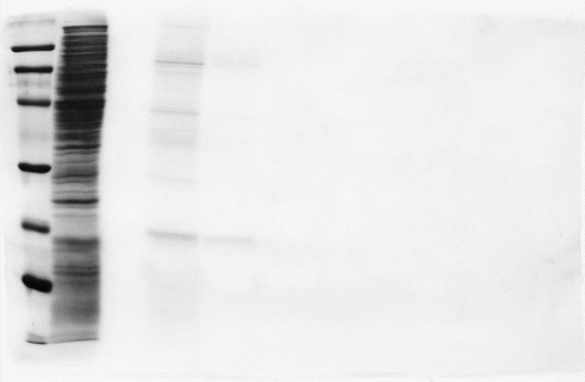 SDS–PAGE analysis of fractions from ATP–agarose column.