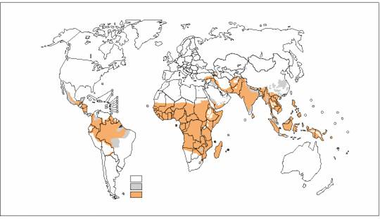 Malaria Distribution Patterns Worldwide.