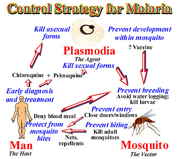 Malaria intervention cycle.