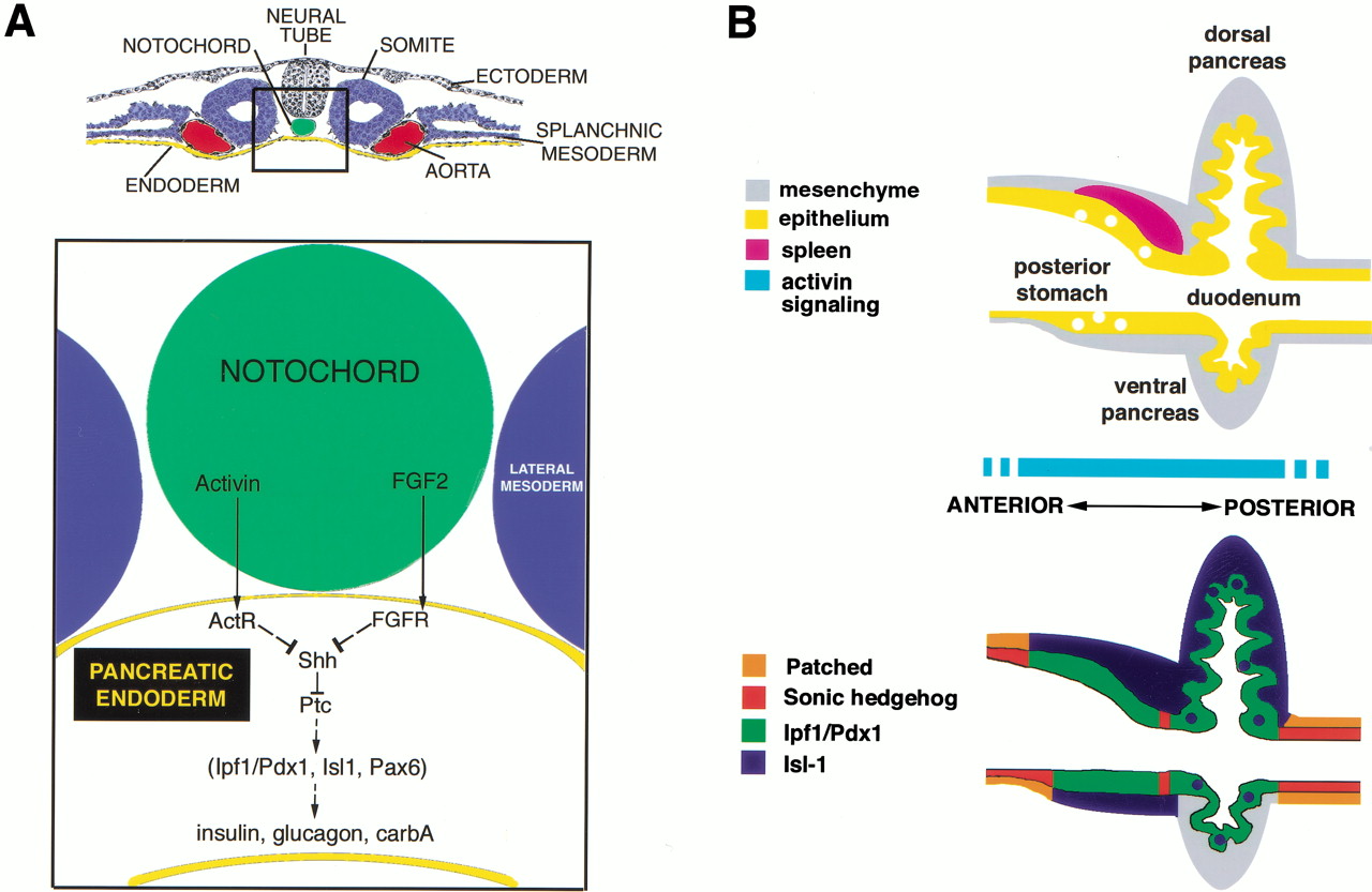 Molecular and cellular interactions regulation the development of the pancreas.