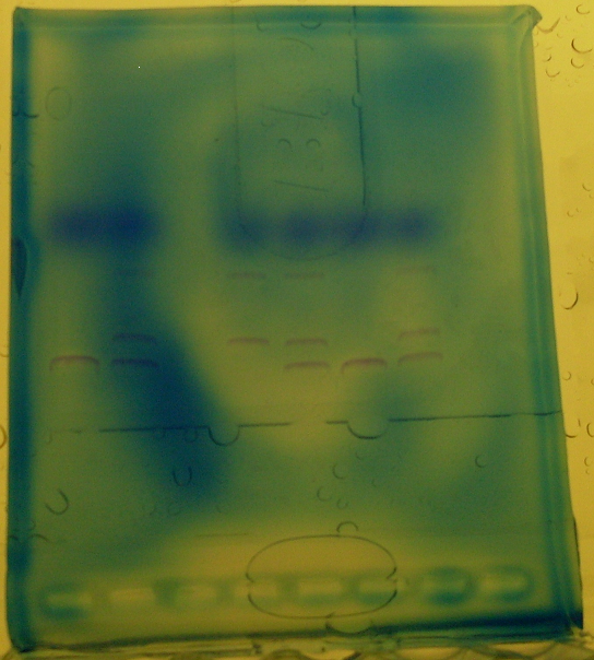 Appearance of bands on the gel Electrophoresis.