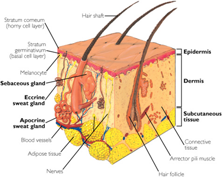 Arrector pili muscle in the cross-section of the skin in human beings.
