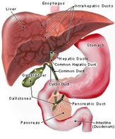 Anatomy of the biliary tract