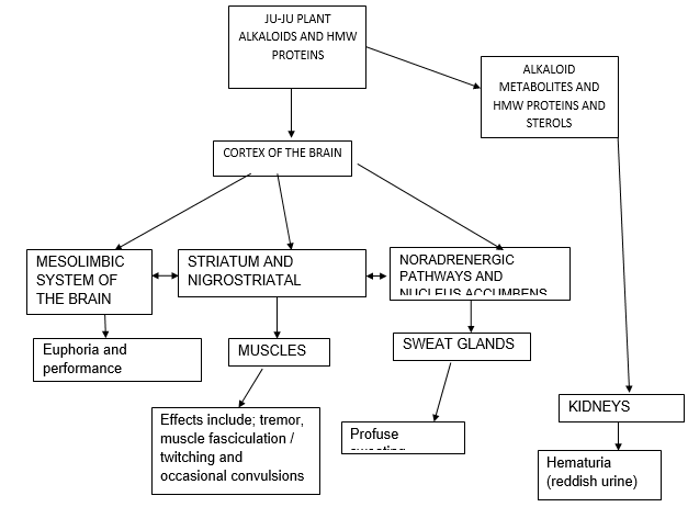 Mechanisms of Intoxication Syndrome