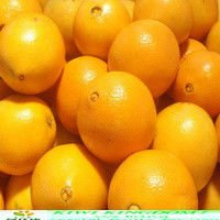 Ripe oranges