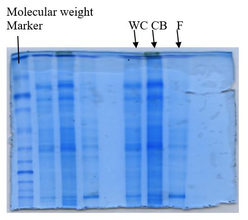 SDS polyacrylamide gel electrophoresis results for samples WC, CB and F.