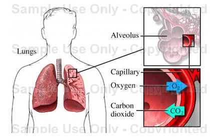 Gaseous exchange in the mammalian lung.
