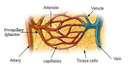 The relationship between the arteries, veins, and capillaries