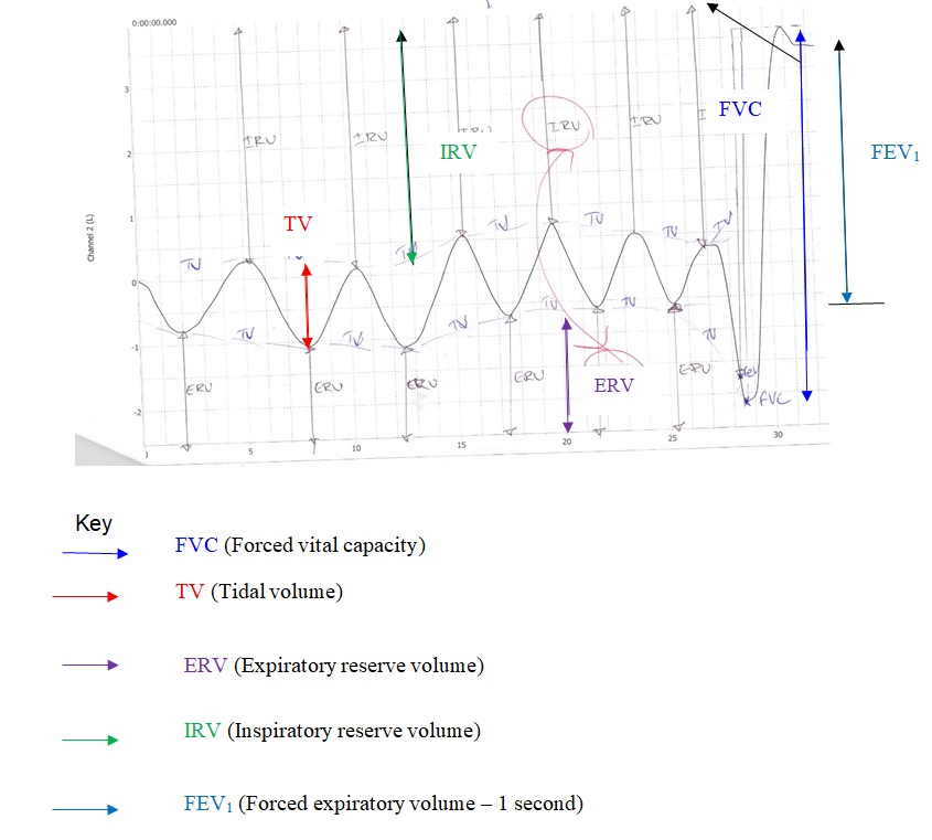 Clinical Measurement of Lung Volumes and Flow Rates