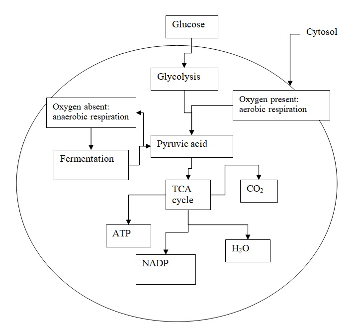 the process of glycolysis.