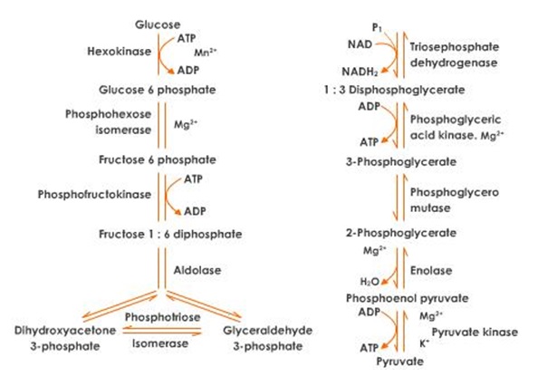 The proposed mechanistic pathway for glycolysis.