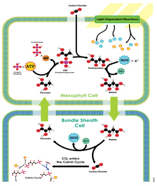 Light dependent and independent reactions: Photosynthesis