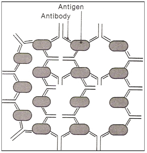 Lattice structure composed of antigen antibody.