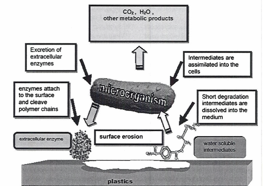 General mechanism of plastic degradation under aerobic conditions