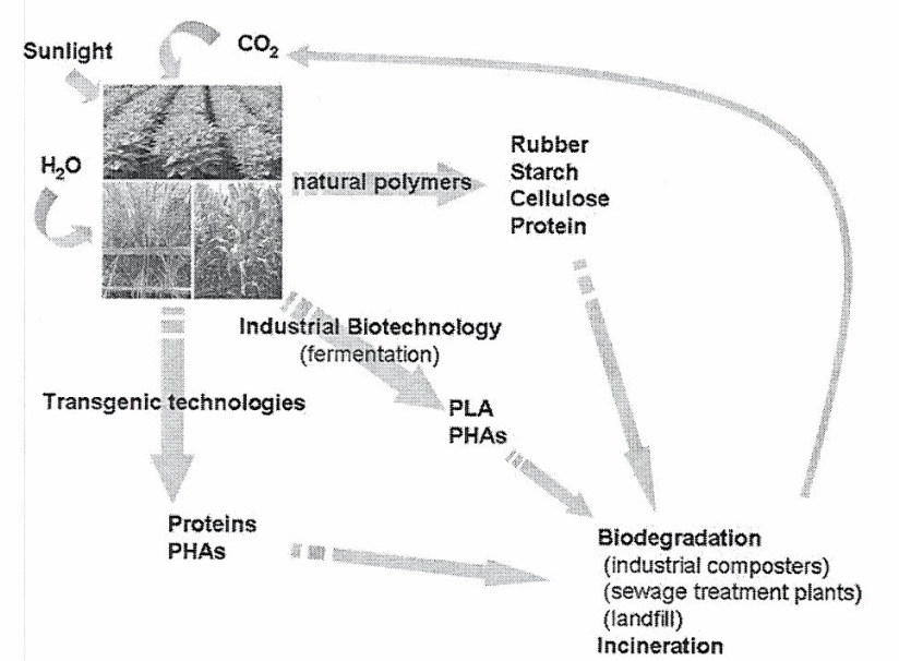 Using plants for the production of polymers. Adapted from, Mooney, Brian 