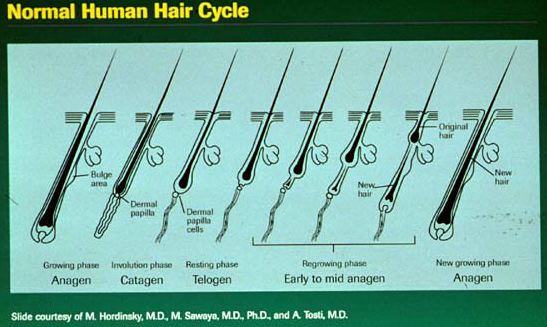 Normal Human Hair Cycle