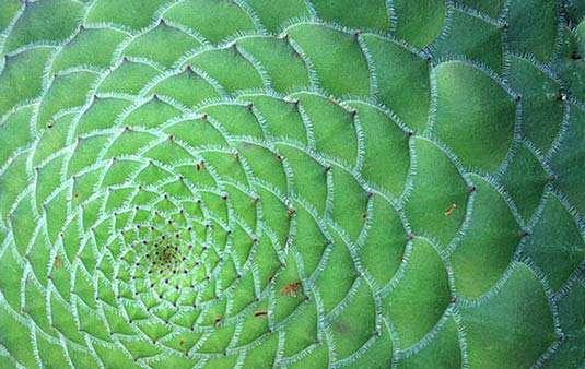 the golden ratio in nature.