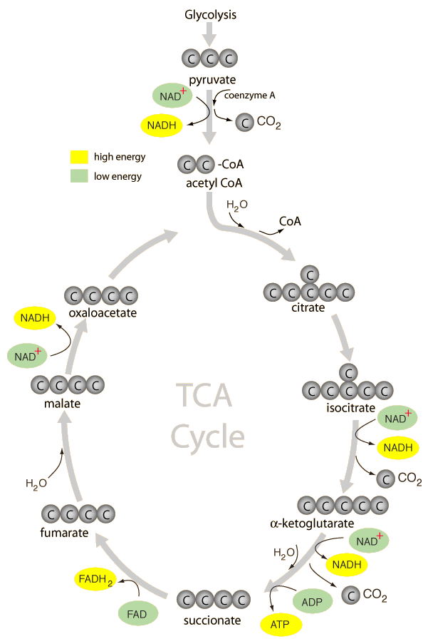 Citric Cycle