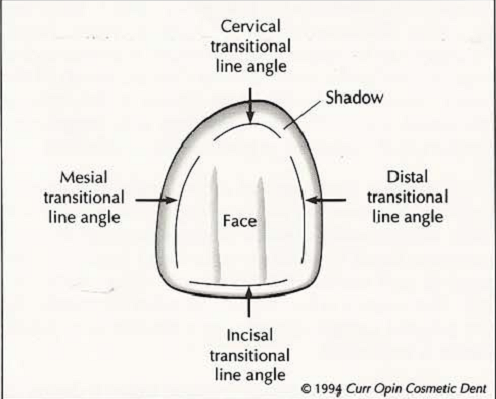 An illustration of the law of the face showing the face and shadow of a tooth