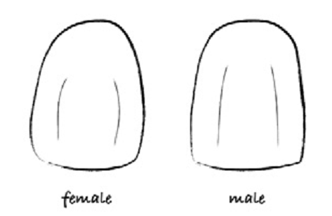 The shape of the male and female anterior maxillary teeth 