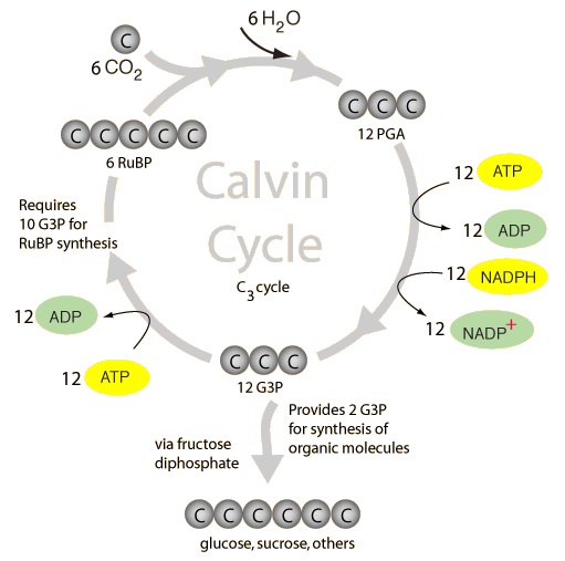 Calvin Cycle.