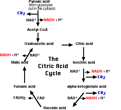 Citric cycle.