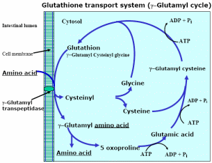 Glutathione transport system (γ Glutamyl cycle)