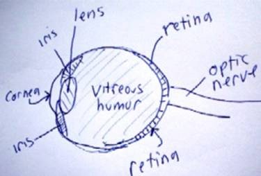 The human eye.
