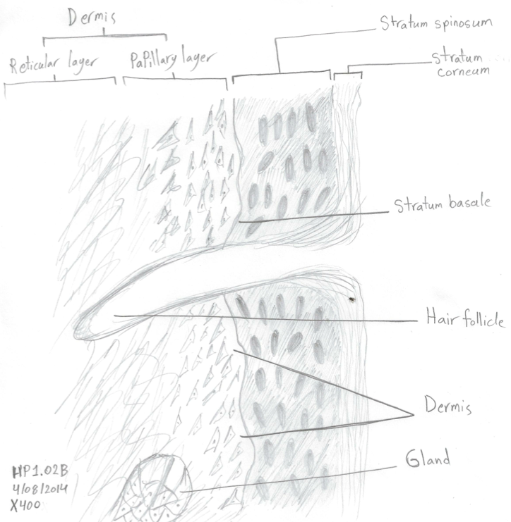 The longitudinal section of the dermis and epidermis layers of normal skin showing the Stratus corneum, Stratum spinosum, and Stratum basale when magnified to × 400