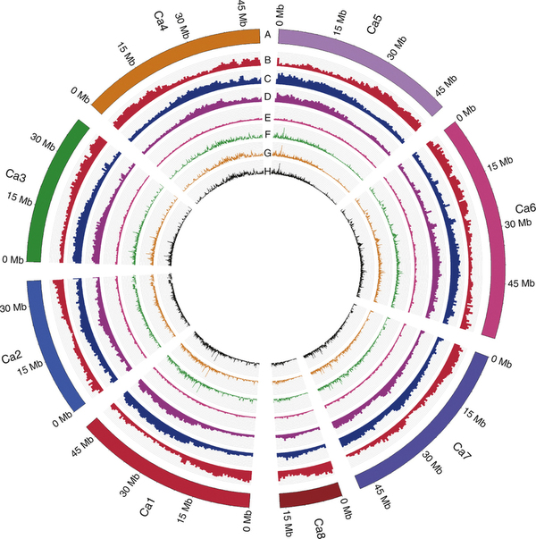 Genome pseudo molecules for chickpea depicting the position and size of various genes 