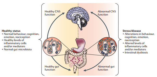 The effects of microbiota on the gut-brain axis