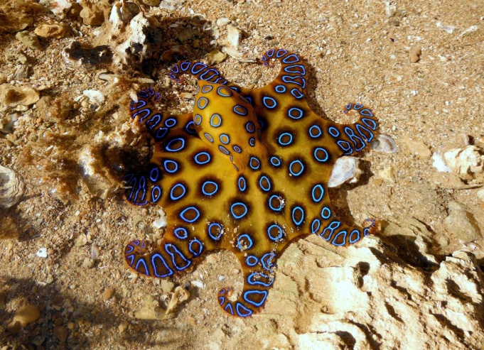 The symmetry of the blue-ringed octopus