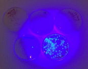 Bacteria cultures under UV light. Bacteria transformed with pGLO can be observed in the bottom right corner