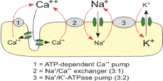 Sodium/potassium pumps coupled with calcium channels creating a resting membrane potentia