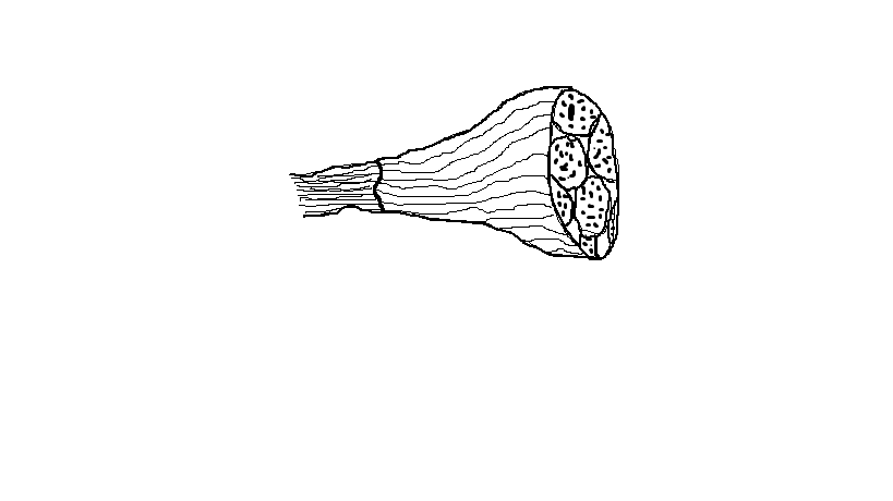 A muscle tissue.