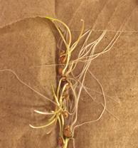 The Effect of Acetone on Wheat Seed Germination