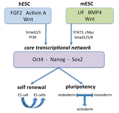 Core transcriptional network.