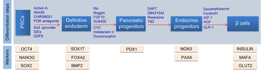 PSCs differentiation into beta cells