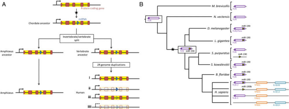 Gene duplication