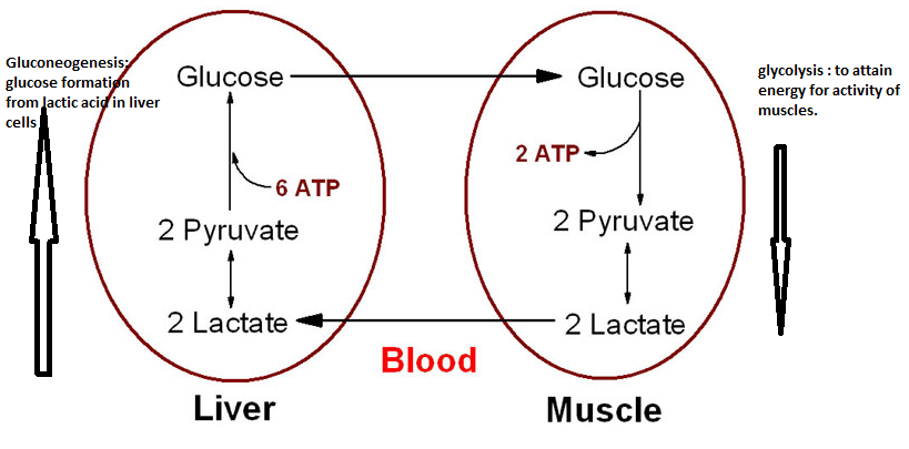 liver/hepatic and muscle cells