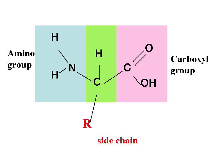 Model of an essential amino acid