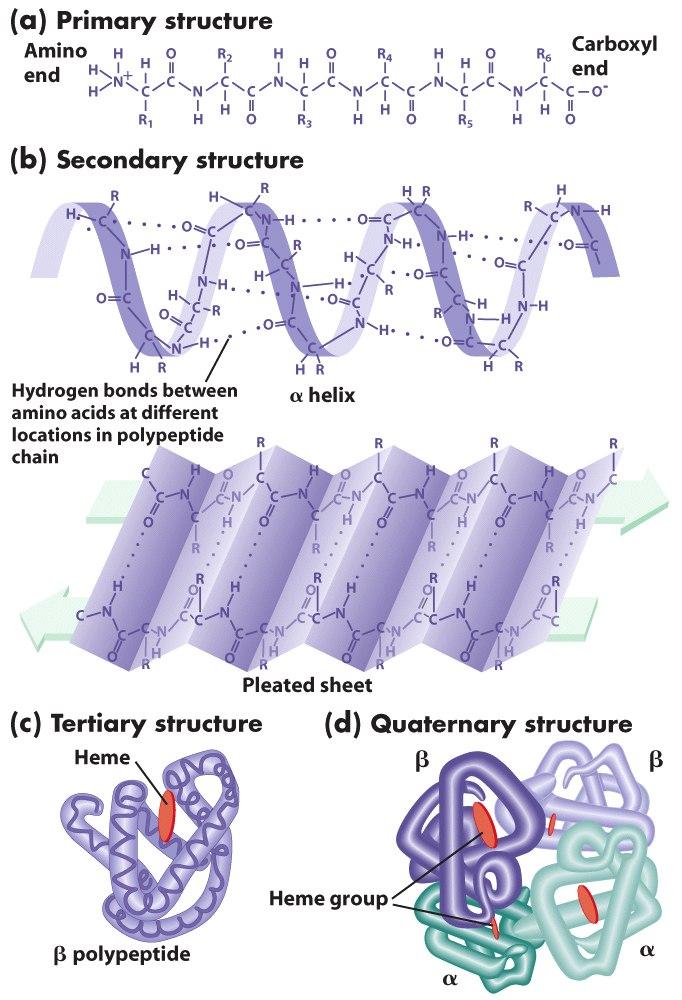 The primary, secondary, tertiary and quaternary structure of proteins