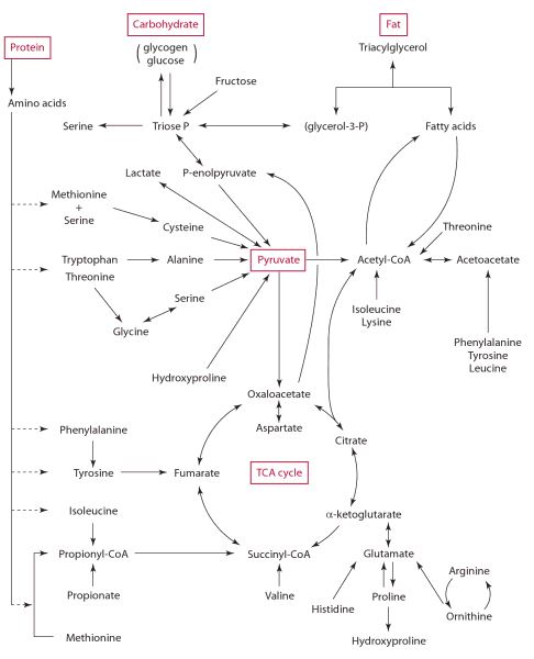 Metabolic Pathways (Gropper and Smith 250)