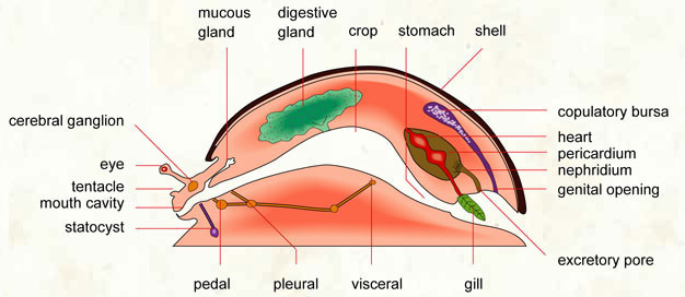 Diagram showing internal anatomy of a Mollusc