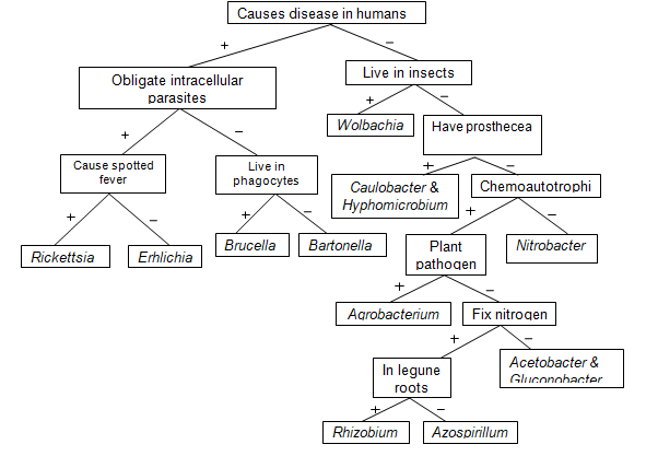 Archaea and Bacteria Prokaryotes Dichotomous Keys