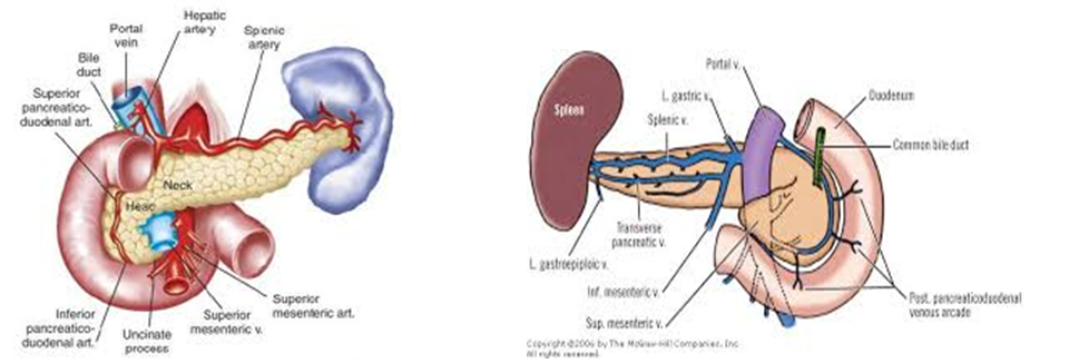 The Anatomy of the Pancreas