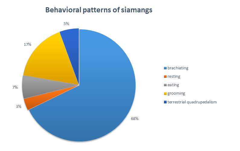Behavioral patterns of siamangs