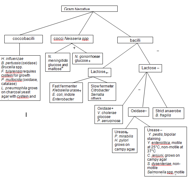 Archaea and Bacteria Prokaryotes Dichotomous Keys 327 Words